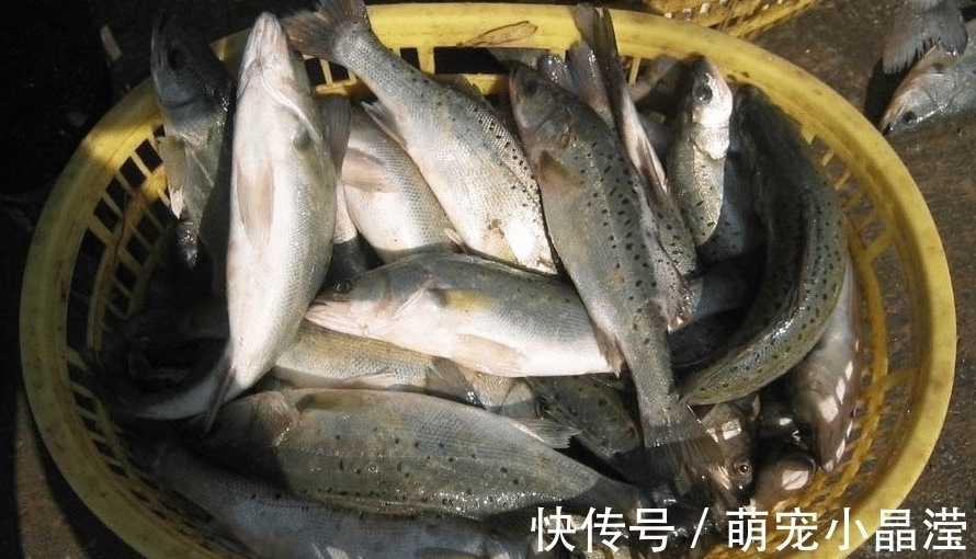 ep这5种鱼没营养，对人体有害，早被拉入“黑名单”，但很多人爱吃