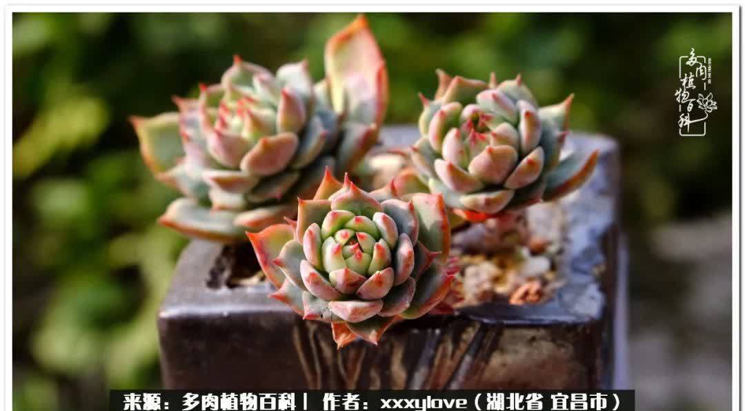 时光匆匆,一闪而逝,这世间万物的美,都值得被记录!