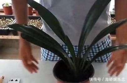 趋光性|君子兰叶片歪歪斜斜不整齐,巧用扑克牌叶片自动对齐长