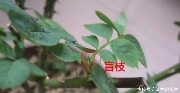 月季养了大半年还不开花？老园丁的1绝招，一年四季花开到爆盆