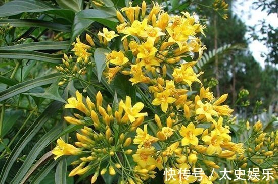 路边见到这几种野花,躲得远远的,碰都碰不得