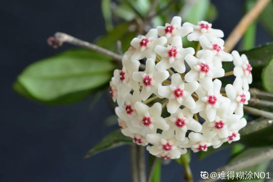 再穷也要养长寿花，寓意好、开花美，养人又养家！