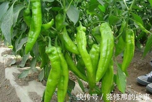 青椒|常吃青椒的人，身体不会差，但切忌与一物同吃，却有很多人不清楚