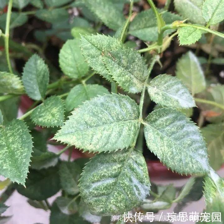 磷酸二氢钾|月季现在赶紧施肥,不然越长越差,上肥后月月开花