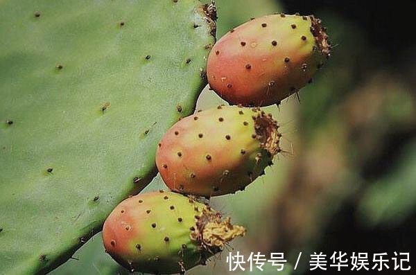 仙人掌|农村里的一种仙果,生长周期慢营养成分高,是美容养颜的佳品