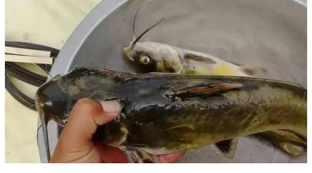 钓饵|说实话，“收拾”黄辣丁我只服这钓法，无论在哪，钓完都特舒服