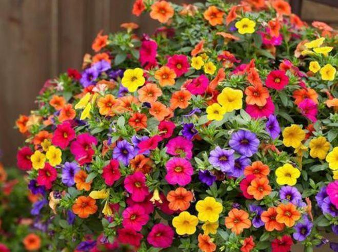 4种花,一养就上瘾,随手养一盆,花美色艳,花儿轻松开爆盆