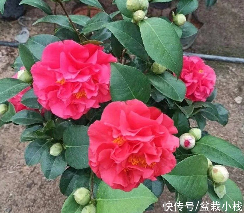 color|处暑一过，室内的花卉该换换了