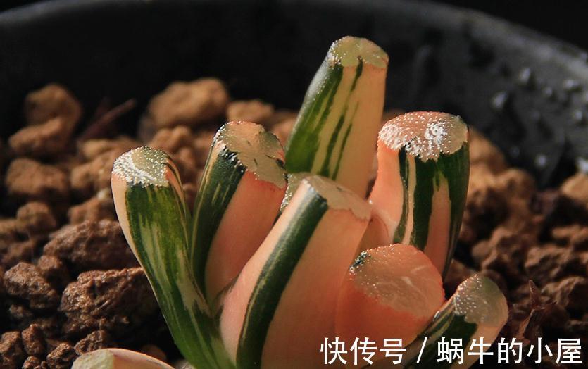 市价值为4万的多肉长什么样儿，感觉都快成精了