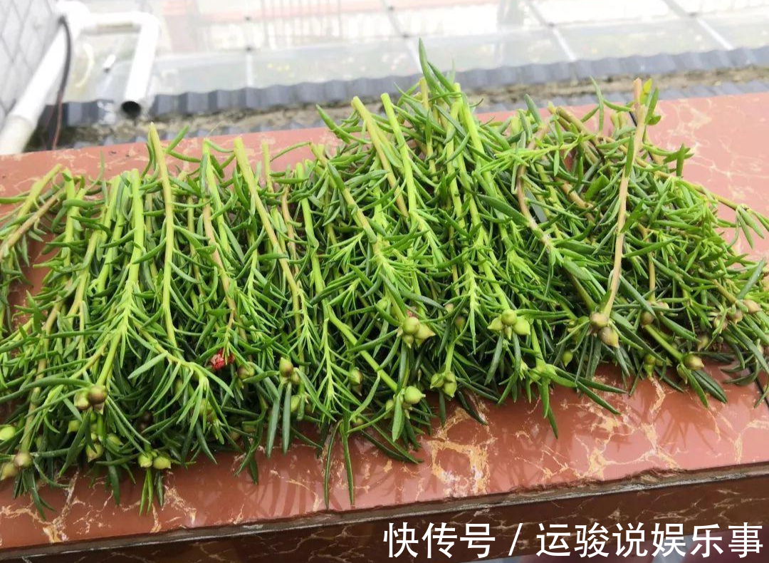 6种花超级喜欢太阳,晒得越多“花”越多,养一盆不亏