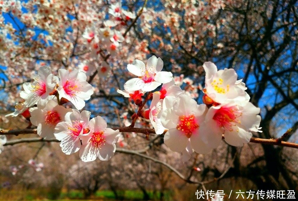 甘孜得荣太阳谷：十里桃花 灼灼其华