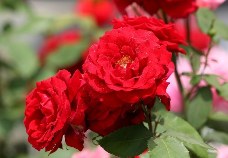 月季花这样施肥,花量大而且鲜艳,根系强壮抵抗力强,简单开爆盆