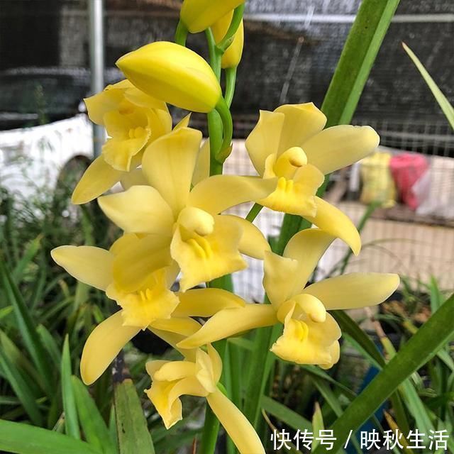 比“绿萝”还好养的兰花,兰香持久,通体金黄,每年可以开花3次