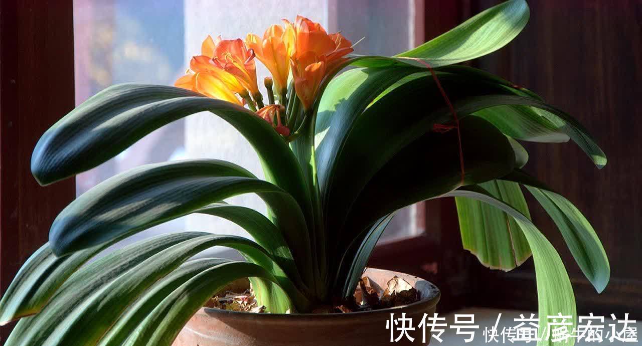 旺盛|松针怎么养花?有3种方法,盆土更肥沃了,花草旺盛