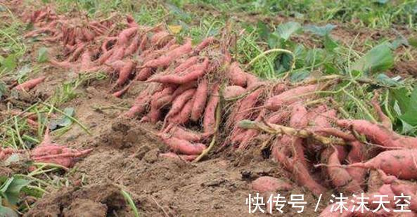 农家|总是失眠怎么办，农家三宝帮上忙，排毒素、去肝火，睡眠质量好