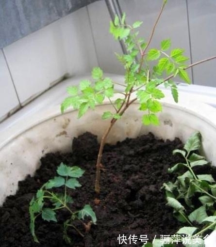 立冬,花盆挖洞埋下3种“宝贝”,花、叶蹭蹭冒,养啥都能“旺”