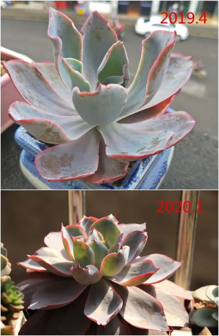 每次的剁手都是忍无可忍，无需再忍！买买买！静待肉美！