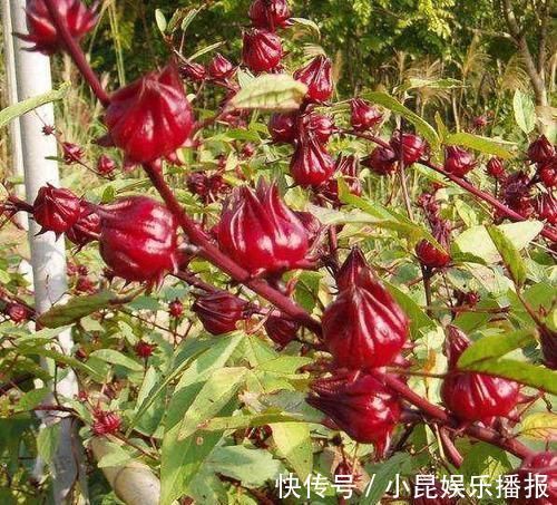 血管|一旦患有高血脂，再穷也要吃它，清血管垃圾，血脂悄悄降下来