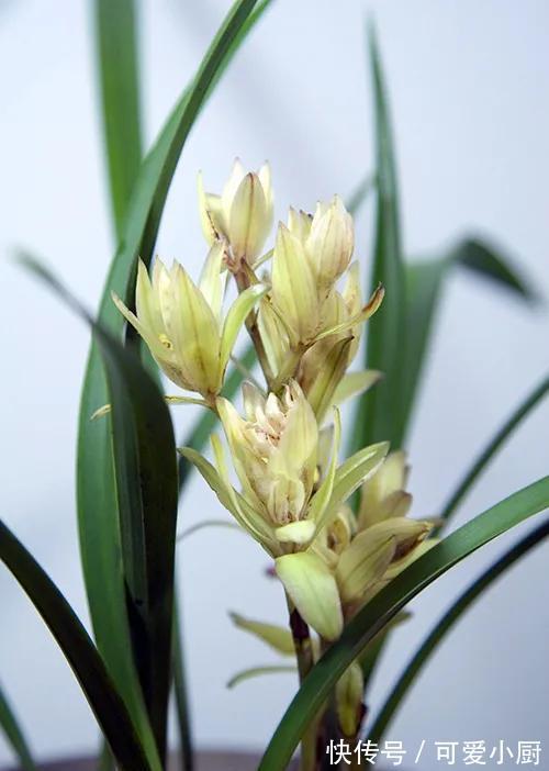 建兰要想多发芽,增加养分很重要,怎样给建兰增加营养