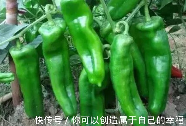 金匮要略|常吃青椒好处多多,但吃青椒有3大禁忌,很多人还不清楚!