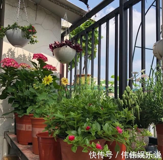 地方|夏天养花,这个地方千万别摆,否则3天死翘翘