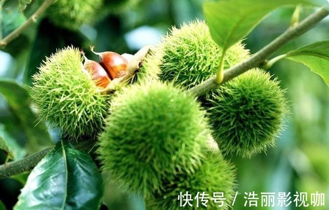 秋葵|天然的“雄激素”找到了,男人没事吃一口,坚持10天,肾越来越好