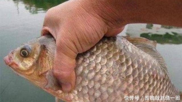 钓鱼|不是跟你吹,这5种特效饵“专攻”大板鲫,试过的人绝非等闲之辈