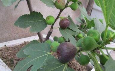 吃水果时挖一勺子,洗洗扔盆里,20天发芽成盆栽,结的果子吃不完