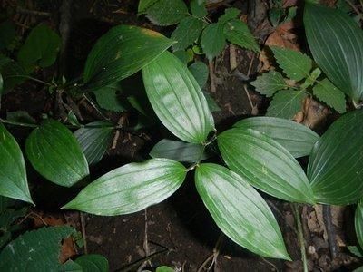 宝铎草生长于林下或灌木丛中花开黄色、绿黄色或白色