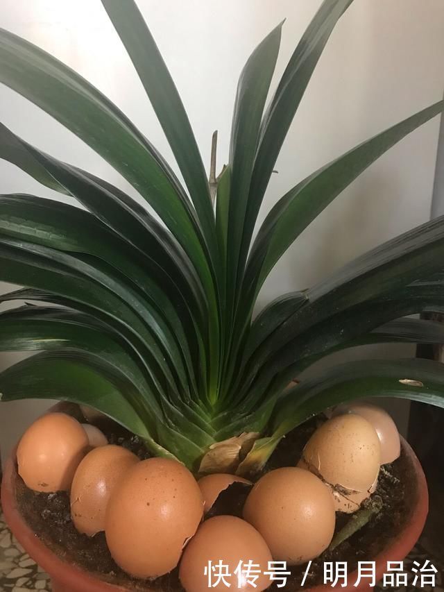 花卉|养花想用“鸡蛋壳”学会2个小技巧,肥效足、不生虫子