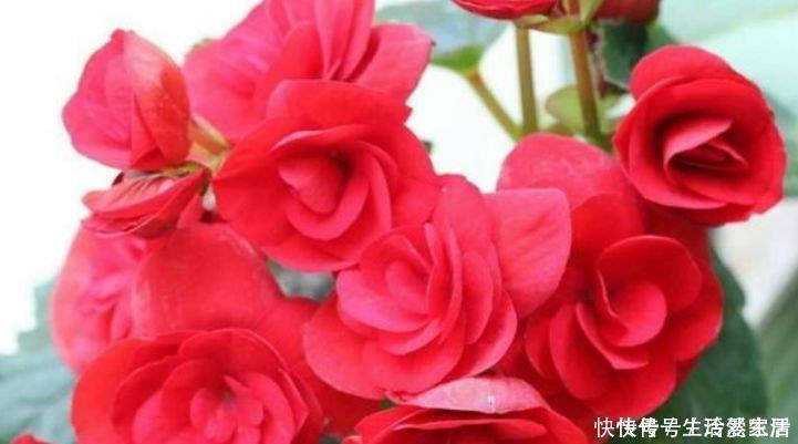 夏炎热|这些花卉美过玫瑰,好养又漂亮,花姿优美,满屋飘香