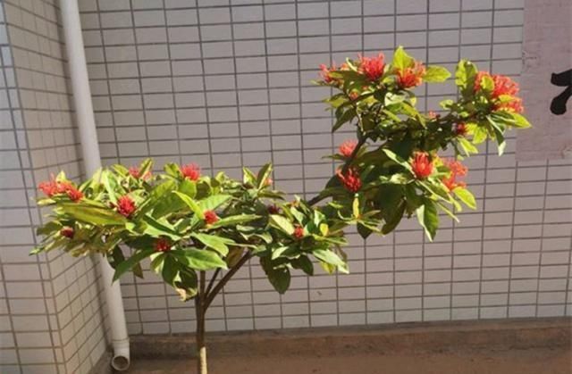 这种“漂亮”的花卉,适合养阳台,家里栽2盆,长得旺、花开多