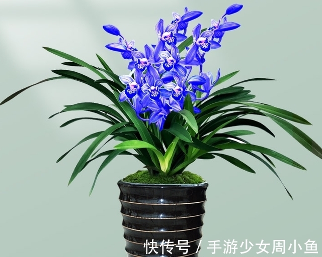 正在“灭绝”的稀有兰花,通体宝蓝,奇香四溢,遇见要珍惜