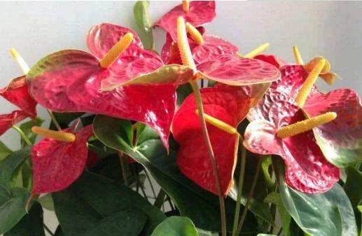 4种花花期超长的,养在家里繁花似锦,清新脱俗