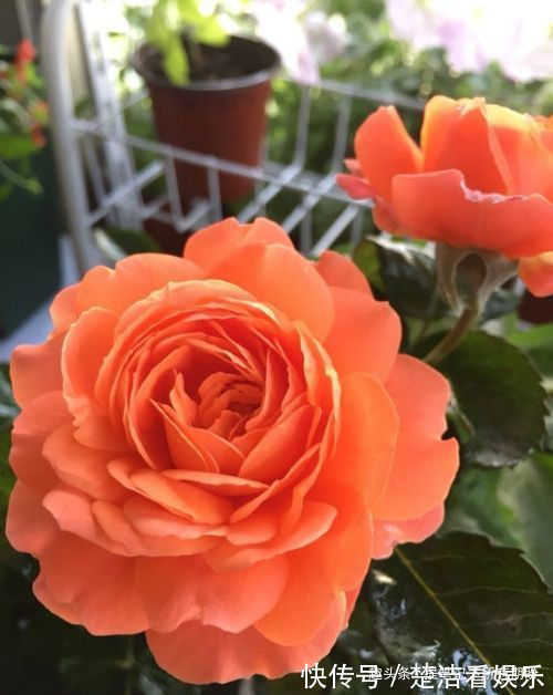 喜欢养玫瑰,就养盆“玫瑰精品”土星王阳台,丰腴婀娜,清香袭人