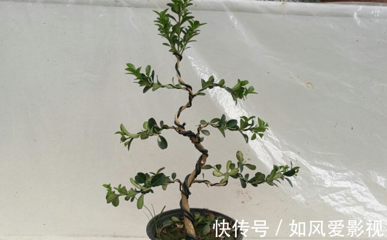 花友们|制成盆景的瓜子黄杨,搁家里能显主人品味、身份,该怎么养护?