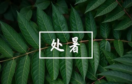 葡萄|明日处暑，记得“3汤4果5菜”，应季而食，润肺解秋燥，安稳过秋