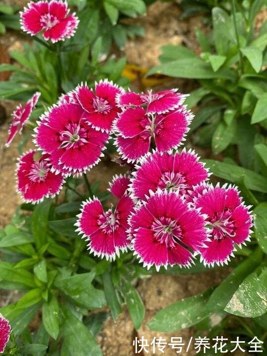 院子里撒一把种子，只需种一年，以后年年开花