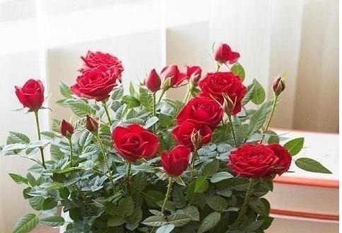 家里养花不要瞎眼!这6种花旺财又养人,有2种花是大忌!