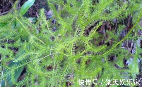 良药|农村一种杂草,价值珍贵,是一种良药,具有治疗风寒湿热关节痛