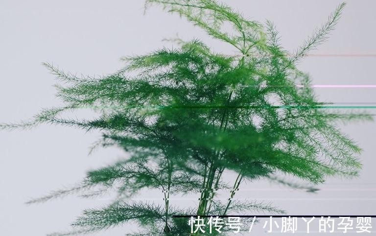 文竹长势不好，只要做好此6点，文竹不断冒新笋