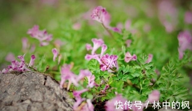 毒物|肝肠寸断,不仅是简单的形容词,也是中国最庞大的毒物家族