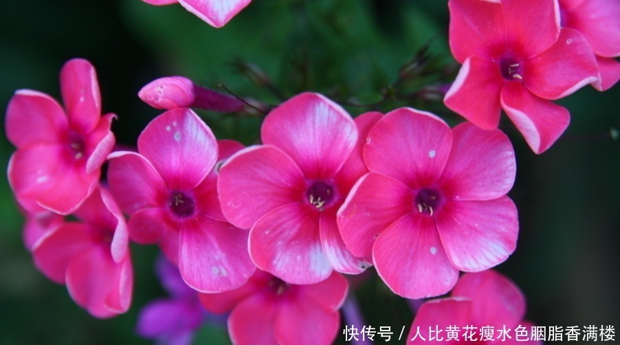 花色|喜欢养护花卉,就选择花期长,花色艳,美丽漂亮能爆盆的5种花卉