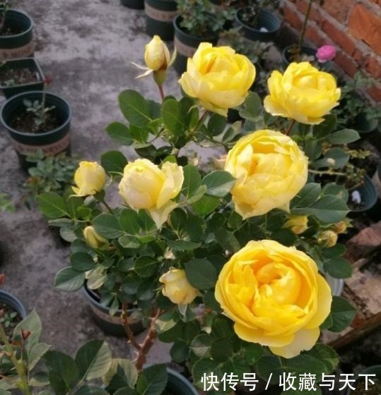 养月季花，1种肥料不可少，每月给它浇2次，一开花就大半年