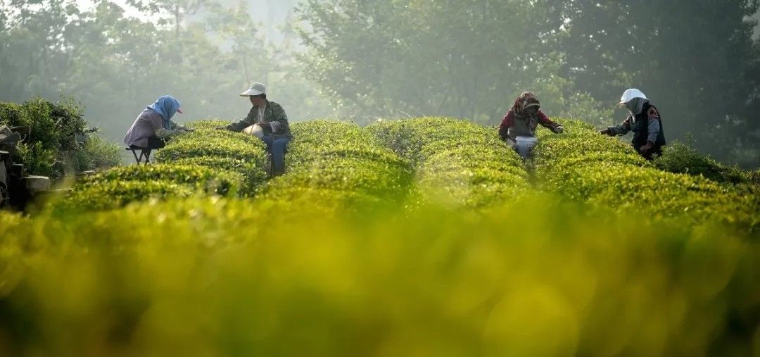 提质|“云”上种茶！岚山区建起大数据平台助推茶产业提质增效