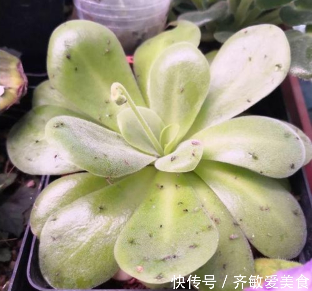 花盆里出现小黑飞怎么办?只用2招,全部清除干净