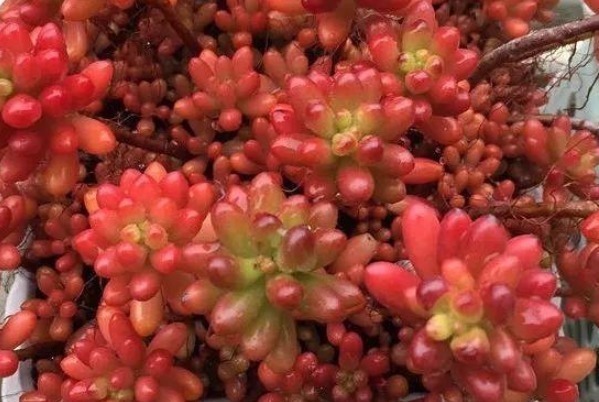 多肉植物|以下几种多肉最容易爆盆,想养死都难,轻松成为多肉大户!