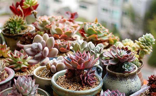 多肉|养好多肉,就要把土配好,把它们的生长环境改善好