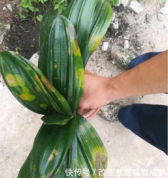 养花|养花就要舍得割,这2种花越割长得就越旺,割1茬只用3周冒新芽