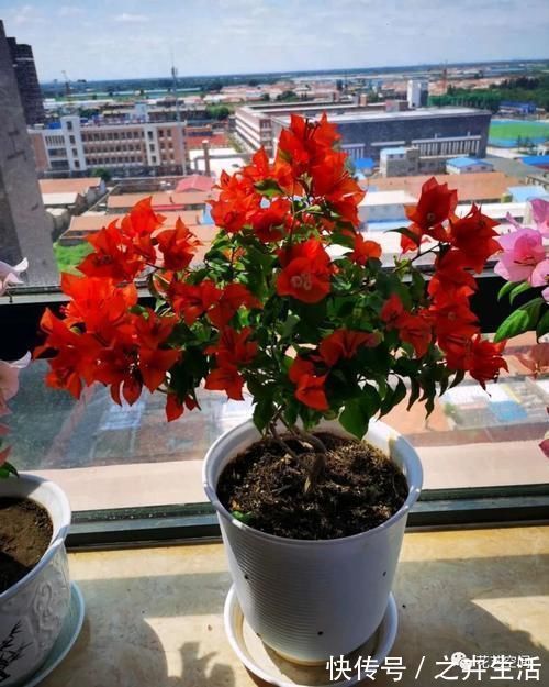 万能水|养花万能水，每月用2次，补水补养分，还不用施肥！